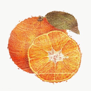 Hand drawn tangerine orange fruit brushstroke style design element | Free  transparent png - 2355619