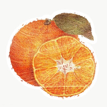 Hand drawn tangerine orange fruit brushstroke style sticker with a whi.. | Free  transparent png - 2355621