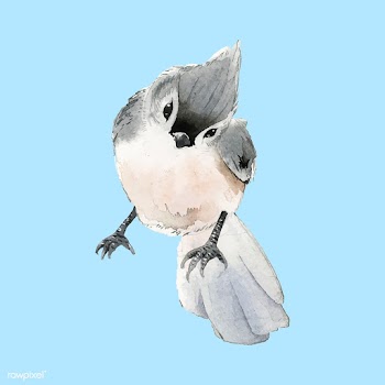 Hand drawn tufted titmouse bird watercolor st.. | Free stock vector - 489164