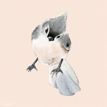 Hand drawn tufted titmouse bird watercolor st.. | Free stock vector - 489201