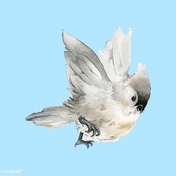 Hand drawn tufted titmouse bird watercolor st.. | Free stock vector - 489218