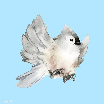 Hand drawn tufted titmouse bird watercolor st.. | Free stock vector - 489239