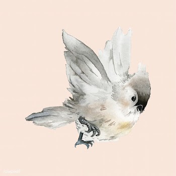 Hand drawn tufted titmouse bird watercolor st.. | Free stock vector - 489251