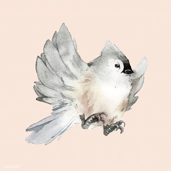 Hand drawn tufted titmouse bird watercolor st.. | Free stock vector - 489255