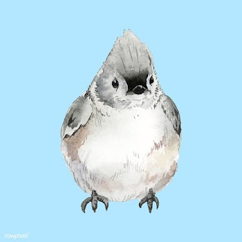 Hand drawn tufted titmouse bird watercolor st.. | Free stock vector - 489307