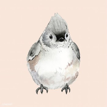 Hand drawn tufted titmouse bird watercolor st.. | Free stock vector - 489355