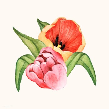 Hand drawn tulip flower isolated | Free stock vector - 399592