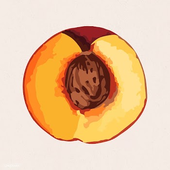 Hand drawn vectorized apricot sticker | Free  vector - 2361237