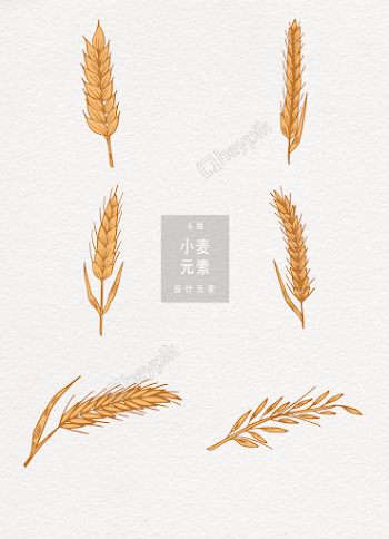 Hand Drawn Wheat Design Elements | Free Ai Download | PNG & Vector