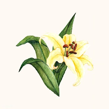 Hand drawn white lily flower isolated | Free stock vector - 399598