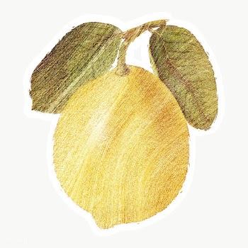 Hand drawn yellow lemon fruit brushstroke style sticker with a white b.. | Free  transparent png - 2355549