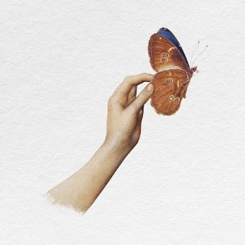 Hand holding butterfly clipart, aesthetic | Free Photo - rawpixel