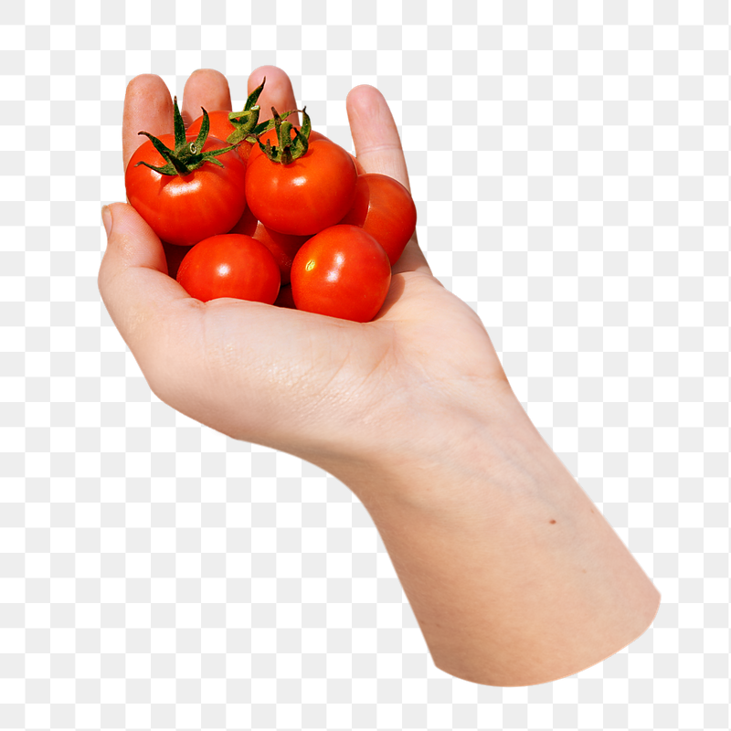 Hand holding cherry tomatoes png | Free PNG - rawpixel
