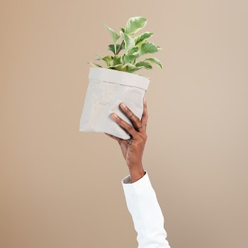 Hand holding plant save the environment… | Free stock photo | High Resolution image