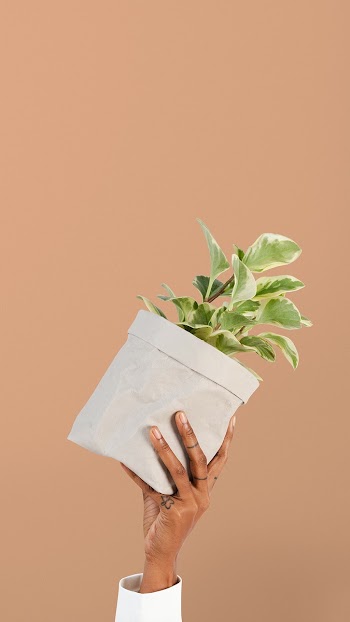 Hand holding plant save the environment… | Free stock photo | High Resolution image