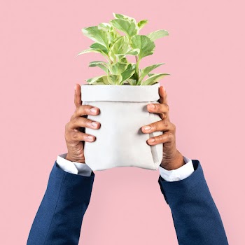 Hand holding plant save the environment… | Free stock photo | High Resolution image