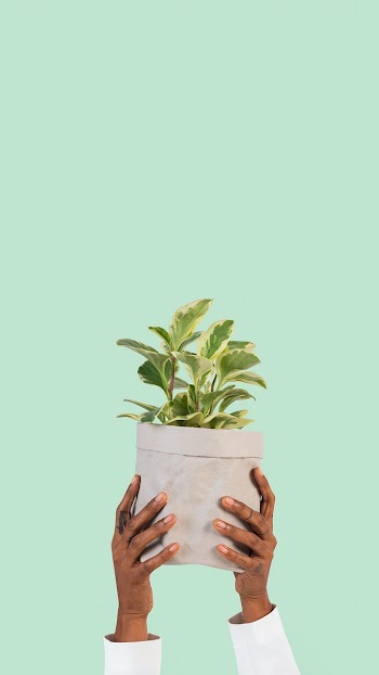 Hand holding plant save the environment… | Free stock photo | High Resolution image