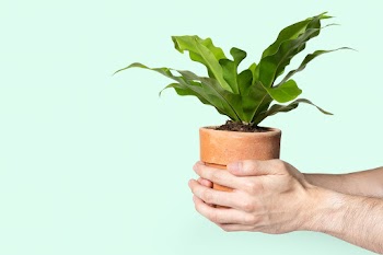 Hand holding plant save the environment… | Free stock photo | High Resolution image