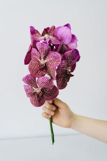 Hand Holding Purple Flowers · Free Stock Photo
