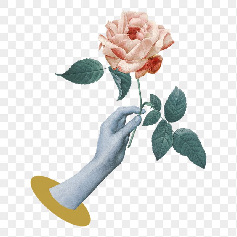 Hand holding rose png sticker, | Free PNG - rawpixel
