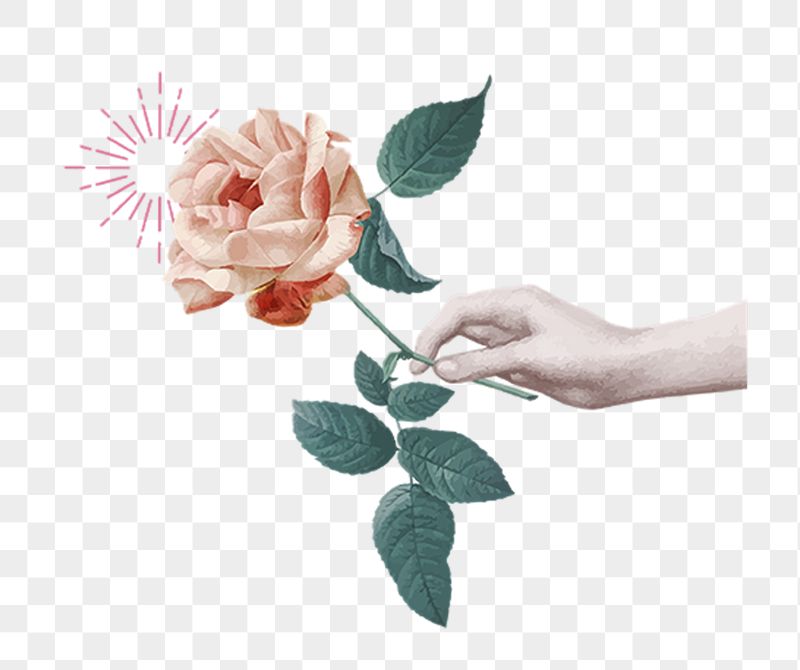 Hand holding rose png sticker, | Free PNG - rawpixel