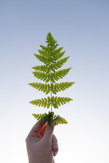 Hand Holding Twig with Leaves
