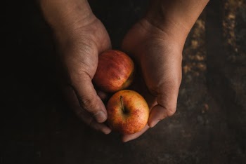 Hand holding wild apples on rustic background.