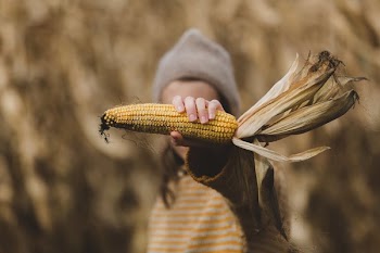Hand Holds Corn In Fall