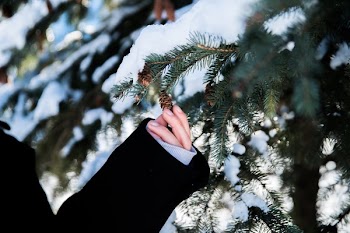 Hand In Snowy Pine Tree