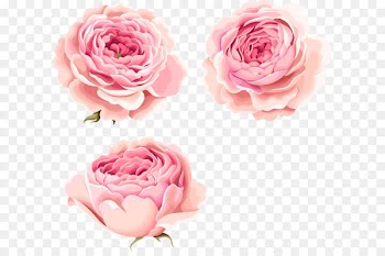 Hand-painted beautiful pink peony flowers 