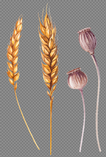 Hand Painted Ear Of Wheat Flowerbed Vector | Free Ai Download ...