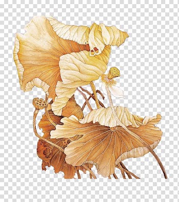 Hand-painted vintage lotus leaf transparent background PNG clipart