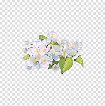 , Hand painted watercolor apricot decoration pattern transparent background PNG clipart