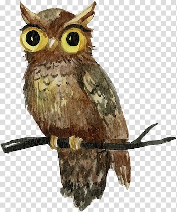 Hand-painted watercolor owl standing shu chashang transparent background PNG clipart