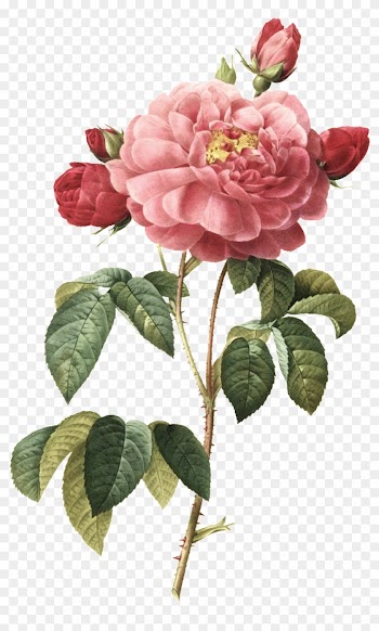 Hand-painted Watercolor Peony Transparent Illustrations - Things To Write On The Wedding Wishes