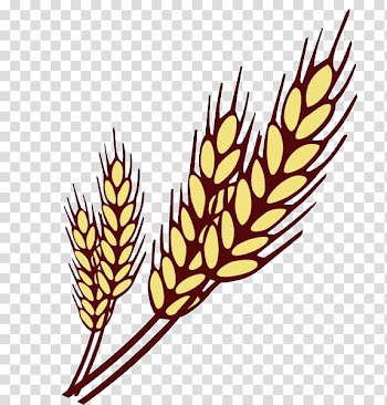 Hand painted wheat transparent background PNG clipart