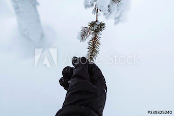 Hand reaching out to a snowy tree in Riisitunturi National Park, Finland