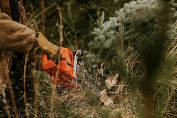 Hand sawing a Christmas tree | Free Photo - rawpixel