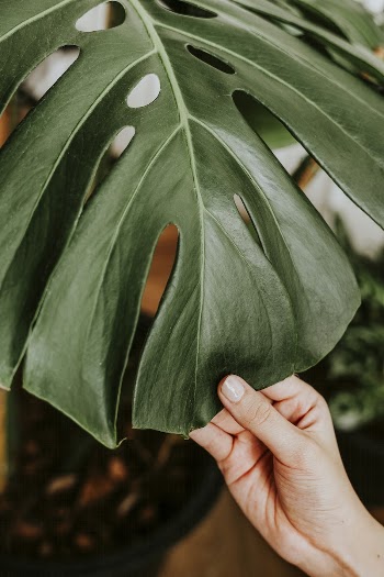 Hand touching a monstera leaf | Free Photo - rawpixel