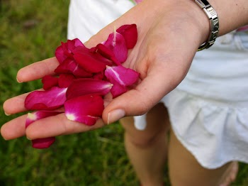 handfullpetals.jpg