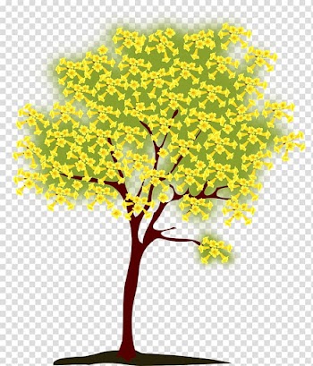 Handroanthus chrysotrichus Tree , Blooming tree transparent background PNG clipart