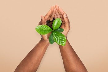 Hands cupping plant save the environment… | Free stock photo | High Resolution image