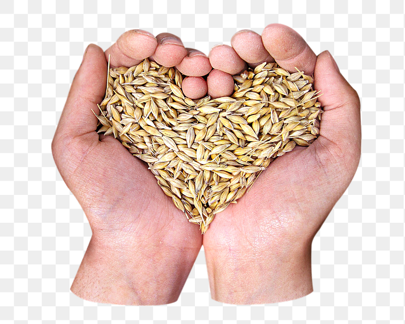Hands cupping wheat grains png | Free PNG - rawpixel