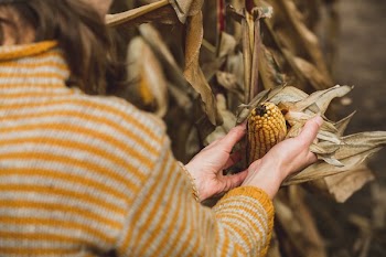 Hands & Harvest Corn In Autumn