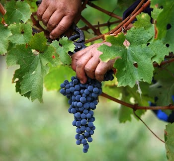hands holding and cutting grape from the plant