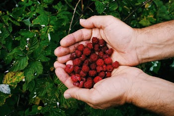 Hands holding berries