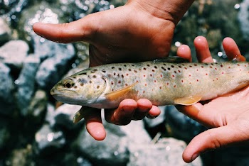 Hands Holding Fish