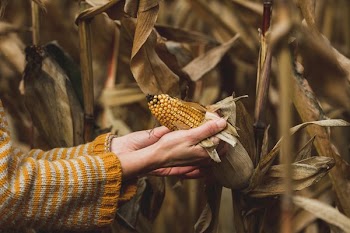 Hands Peel Corn Husk