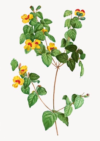 Handsome flat-pea plant | Free stock vector - 568508