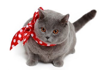 Handsome short hair gray British cat with red bow